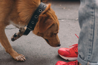 Low section of child with dog on road