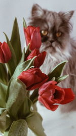 Close-up of rose cat