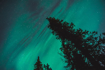 Low angle view of silhouette tree against sky at night