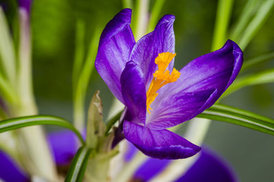Close-up of purple flower