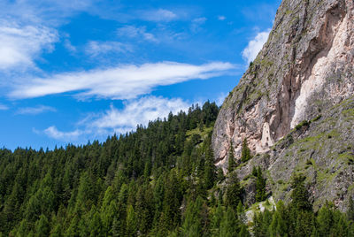 Scenic view of forest against sky