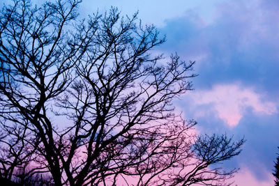 Low angle view of bare tree against sky