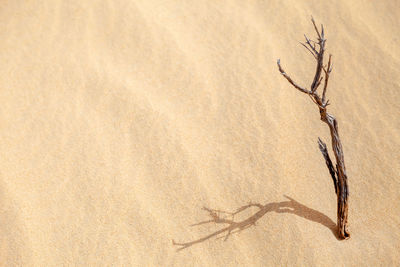 Dry bush in the desert in uae