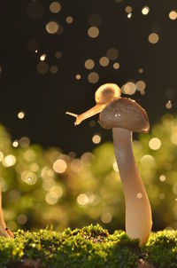 Close-up of mushrooms on illuminated christmas lights