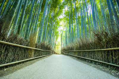 Road amidst trees in forest