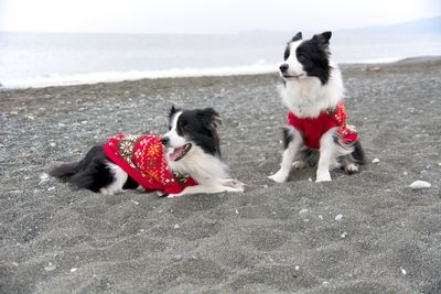 Dogs on relaxing on sandy beach