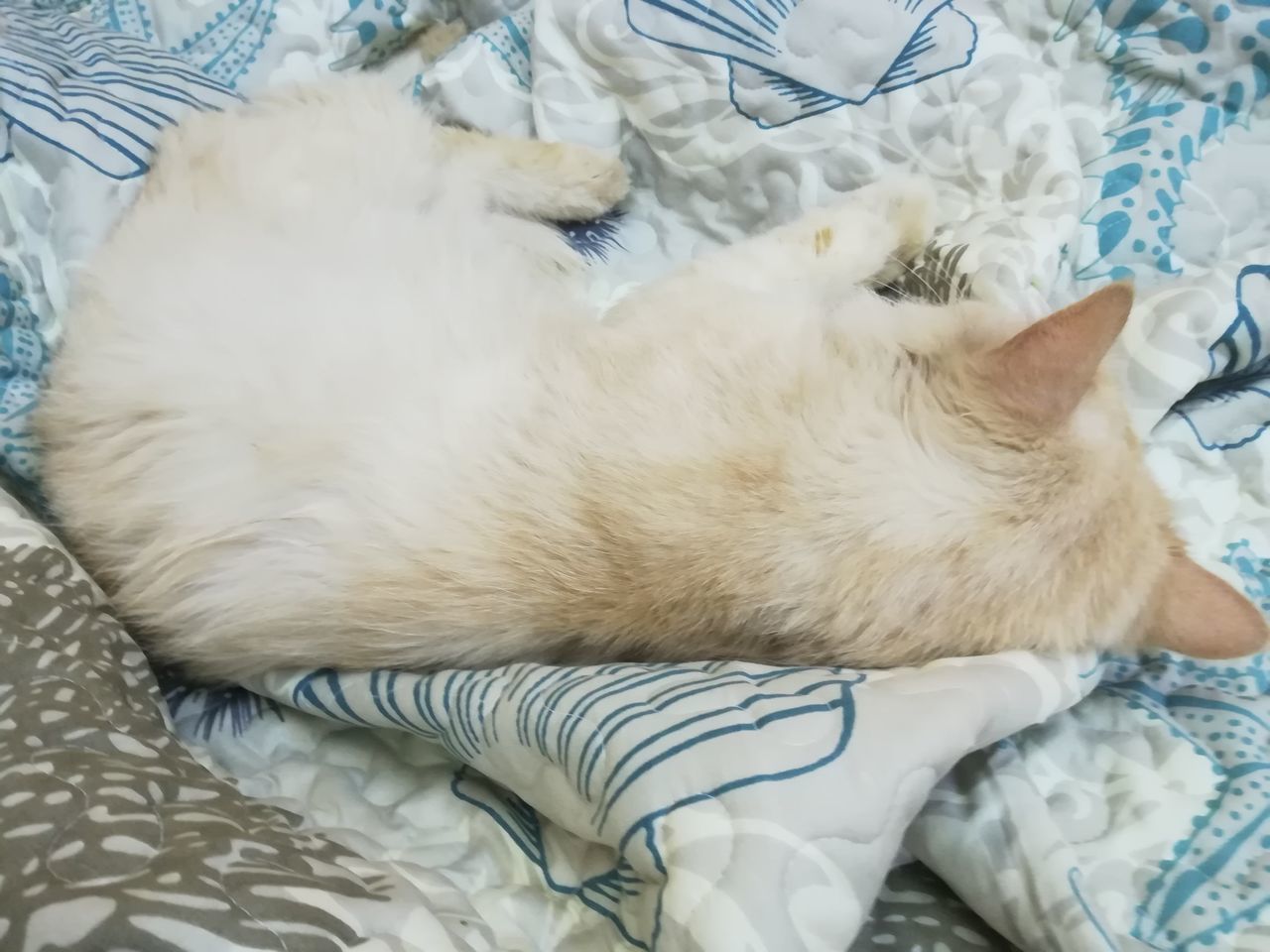 HIGH ANGLE VIEW OF A DOG SLEEPING