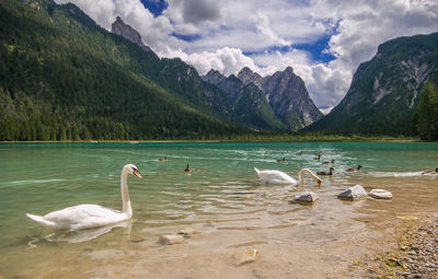 Swans in a lake