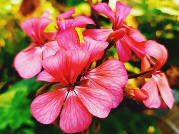 Close-up of pink flowers blooming outdoors