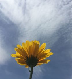 Close-up of yellow flower against sky