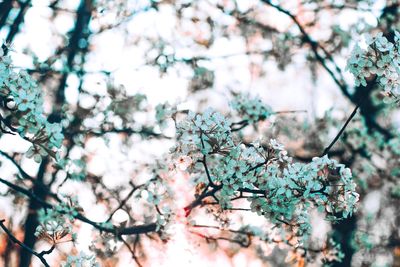 Low angle view of cherry blossom tree