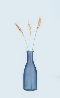 Dry ears of rye in a blue vase on a light blue background.