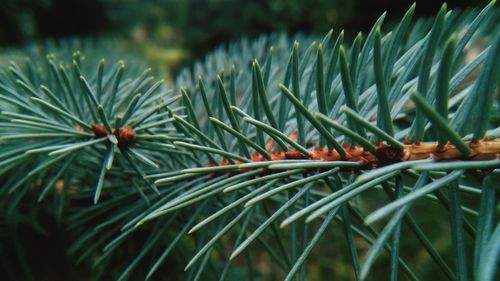 Close-up of fresh green pine twig