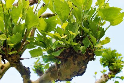 Low angle view of tree