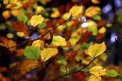 Close-up of yellow butterfly on branch