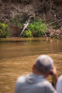 Rear view of tourist photographing jaguar hunting crocodile at forest