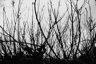 Silhouette man standing by bare trees against sky