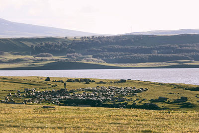 Scenic view of field against sky