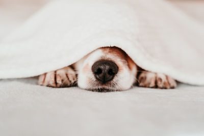 Close-up of dog covered with blanket