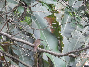 Close-up of bird perching on tree