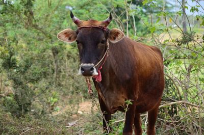 Portrait of cow