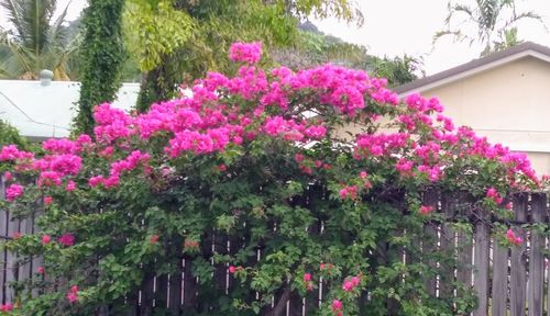 Pink flowers blooming outside house