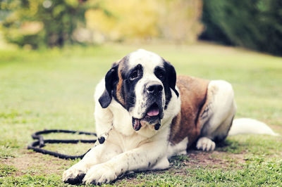 Portrait of dog sitting on grass