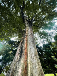 tree