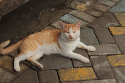 High angle portrait of cat resting on footpath