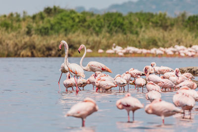 Flamingos in lake