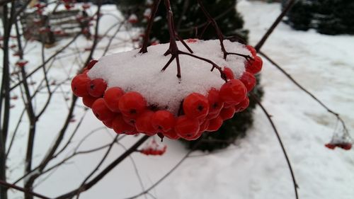 Close-up of snow on plant