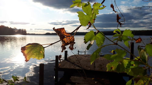Close-up of leaves in lake against sky