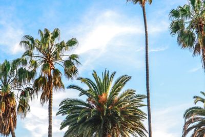 Low angle view of palm trees against sky