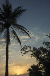 Low angle view of silhouette palm trees against sky