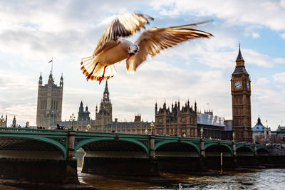 The lone seagull flyes above the river thames