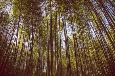 Low angle view of bamboo trees in forest