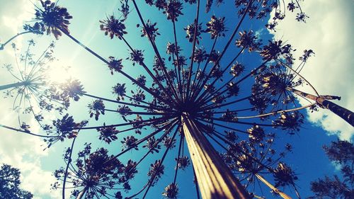 Low angle view of flowering plants against sky