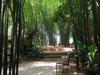 Bamboo trees in forest