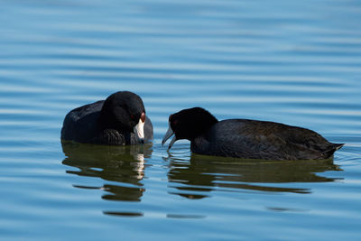 Ducks swimming in lake