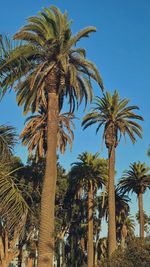 Low angle view of palm trees against clear sky