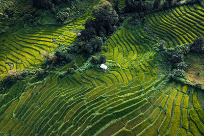 Scenic view of rice paddy