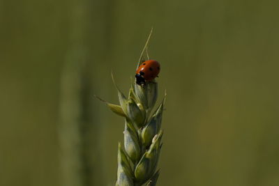 Close-up of ladybug on plant