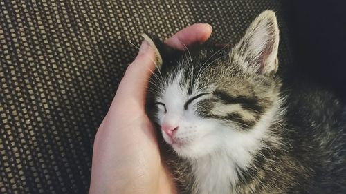 Close-up of hand with cat