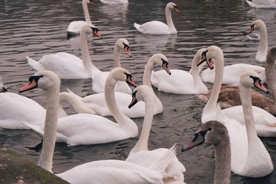 Swans and ducks swimming in lake