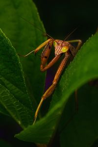 Close-up of grasshopper on plant