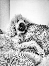 Portrait of dog relaxing on bed at home