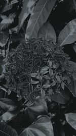 Close-up of leaves on plant