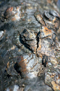 Close-up of lizard on tree trunk