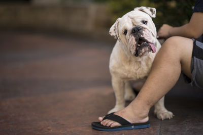 Low section of woman with dog sitting outdoors