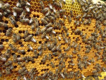 Close up of yellow flower